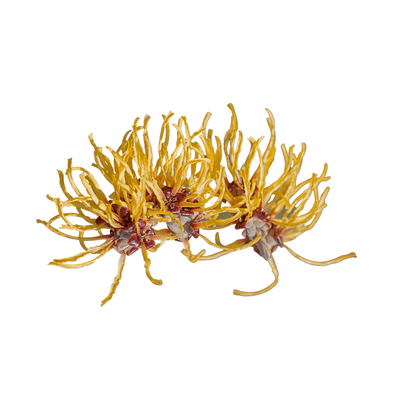 witch hazel